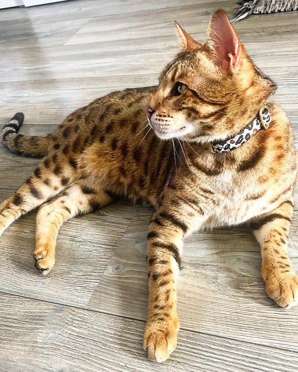 Collier pour chat motif léopard