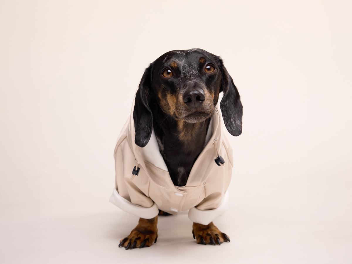 Imperméable pour chien crème