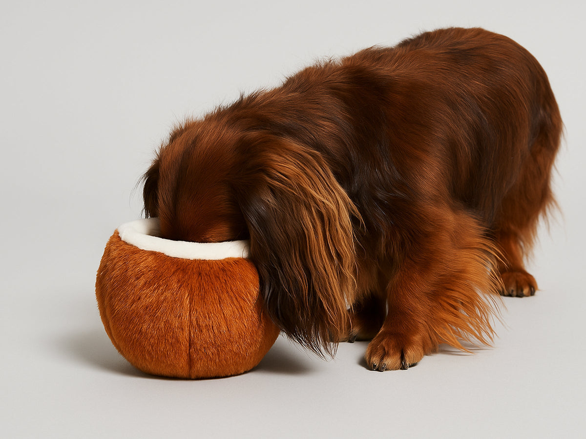 Jouet Coconut pour chien