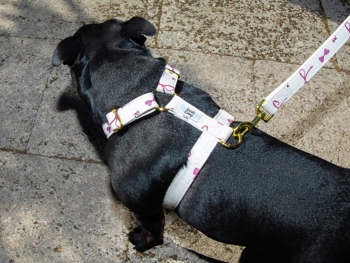 Laisse pour chien Bandit x Romy