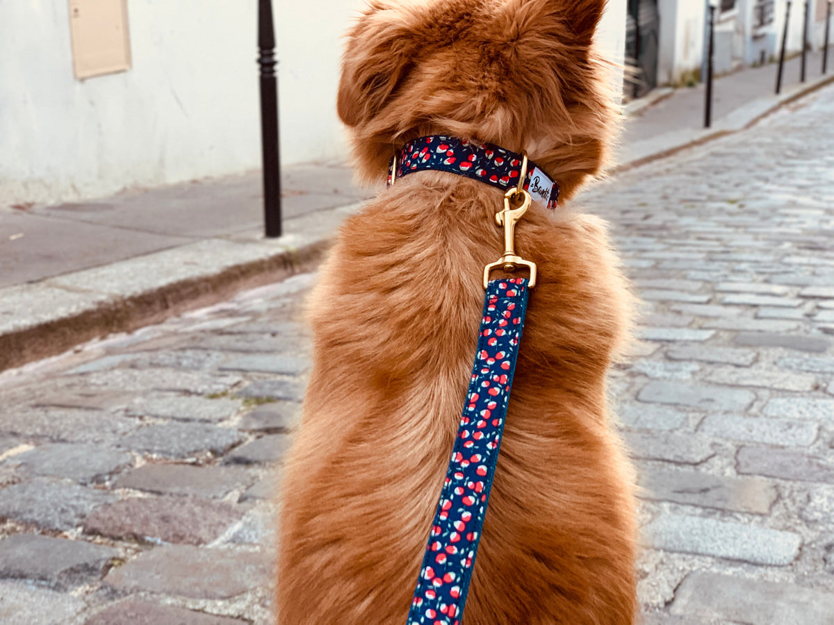 Laisse pour chien coquelicot