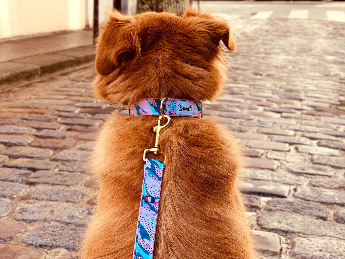 Laisse pour chien rose et bleu