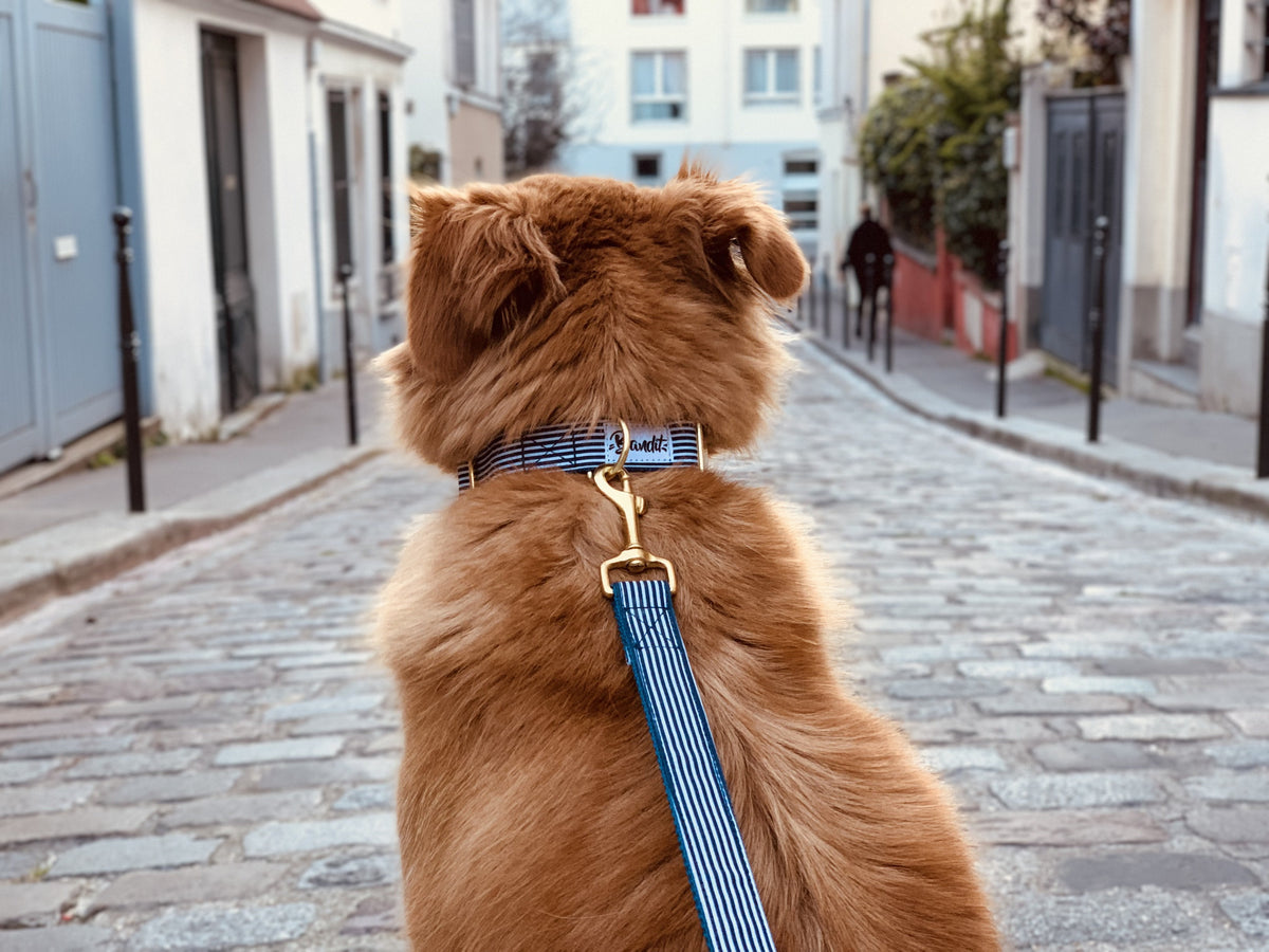 Laisse 4 positions chien rayé bleu