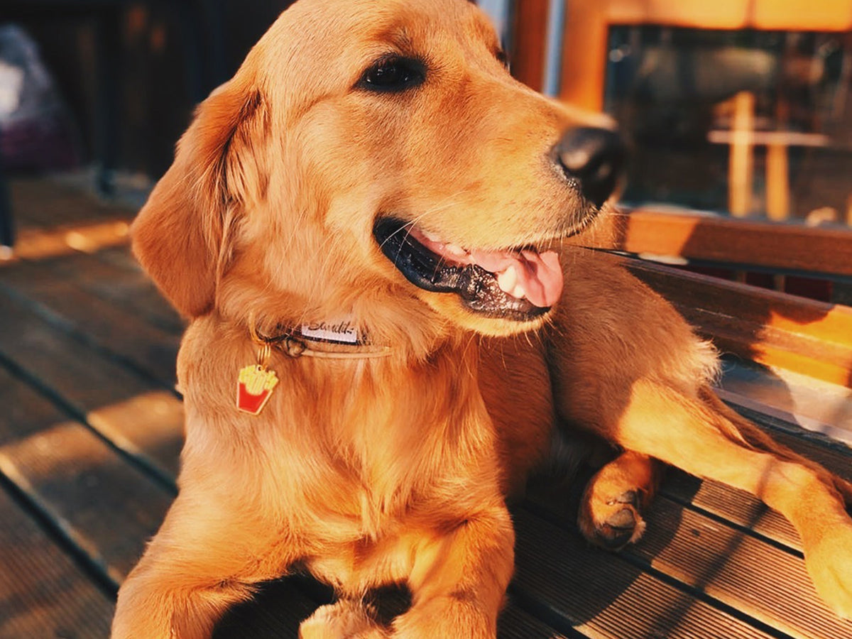 Médaille frites pour chien