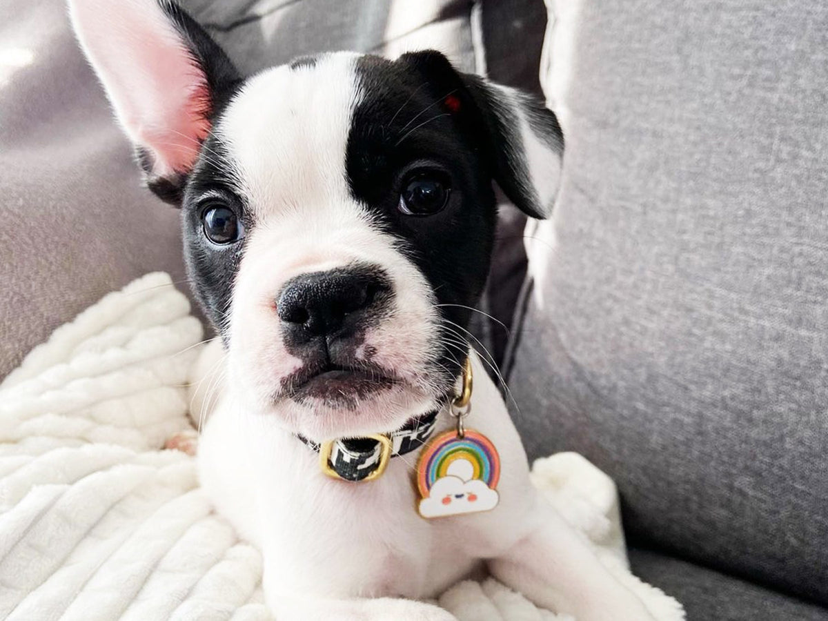 Médaille arc-en-ciel pour chien