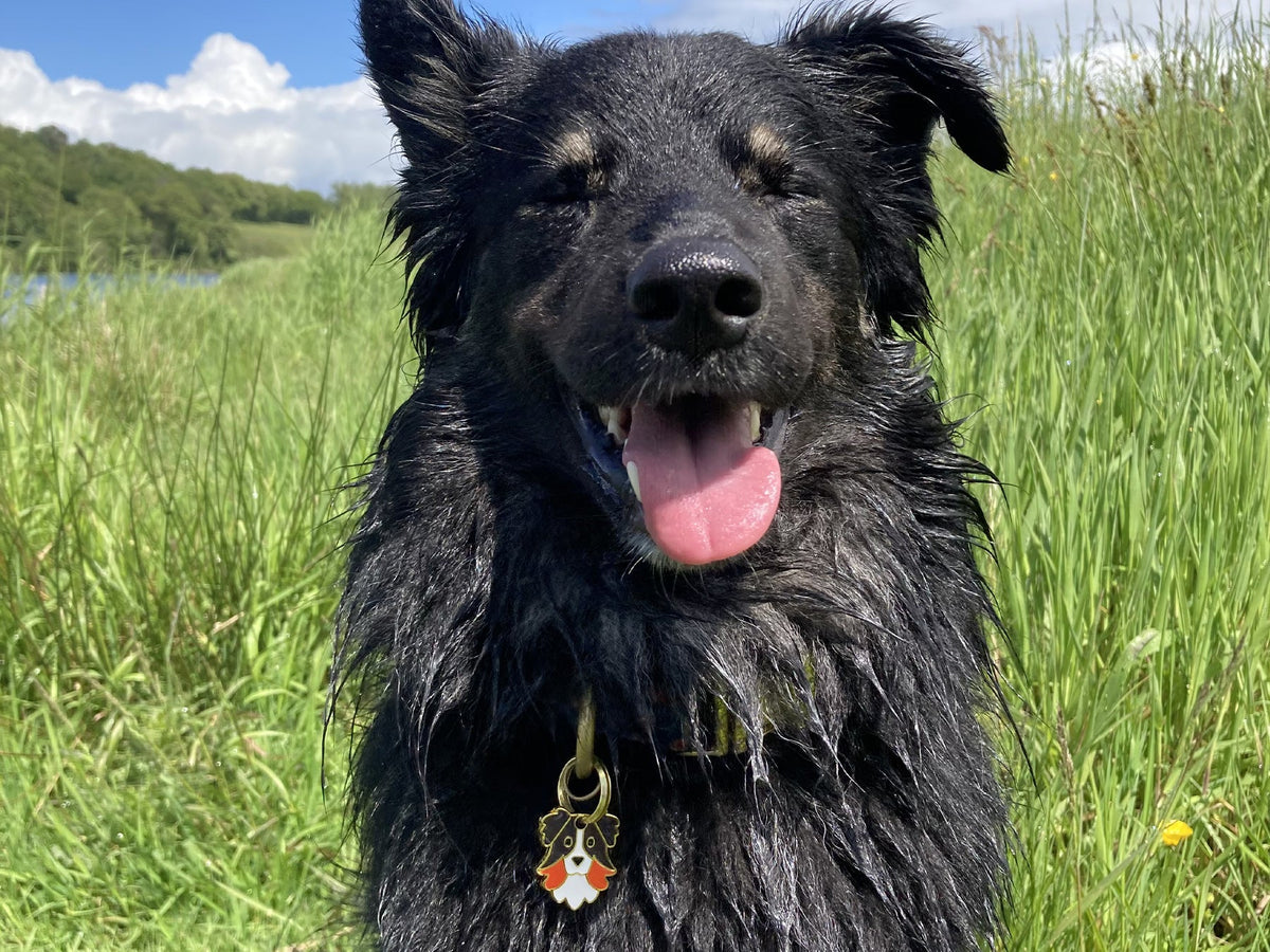 Médaille berger pour chien