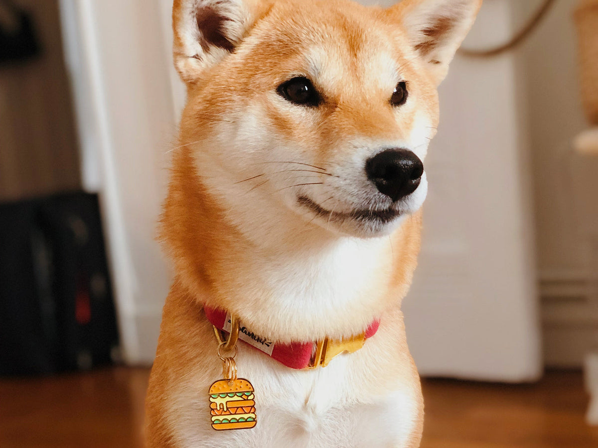Médaille burger pour chien