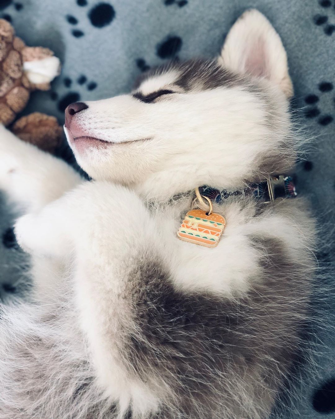 Médaille burger pour chien